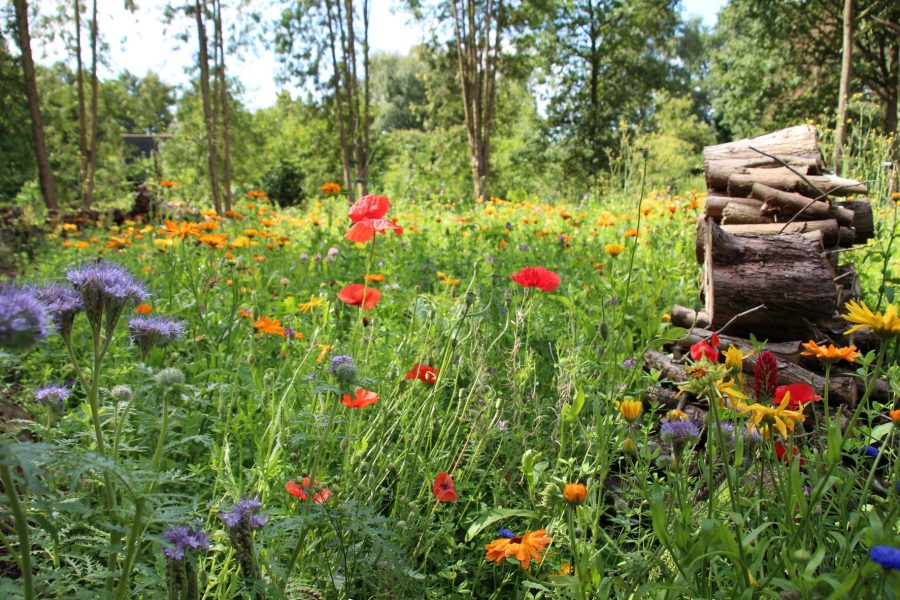 Bluhwiese_NABU Waldgarten_(c)Chr istiane Breder_EcoCrowd